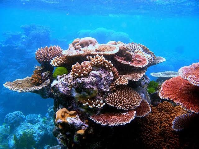 Coral Reefs in Sri Lanka